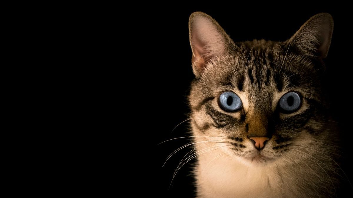 Deworming Feral Cats: Best Practices and Solutions