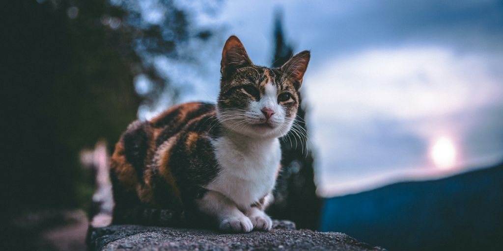 Calico outdoor sunset cat