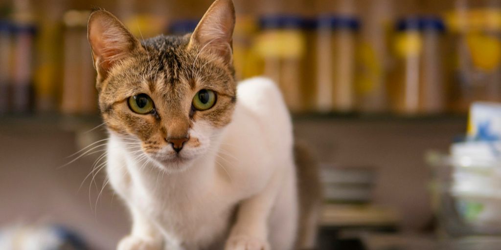 Orange white sitting shelf cat