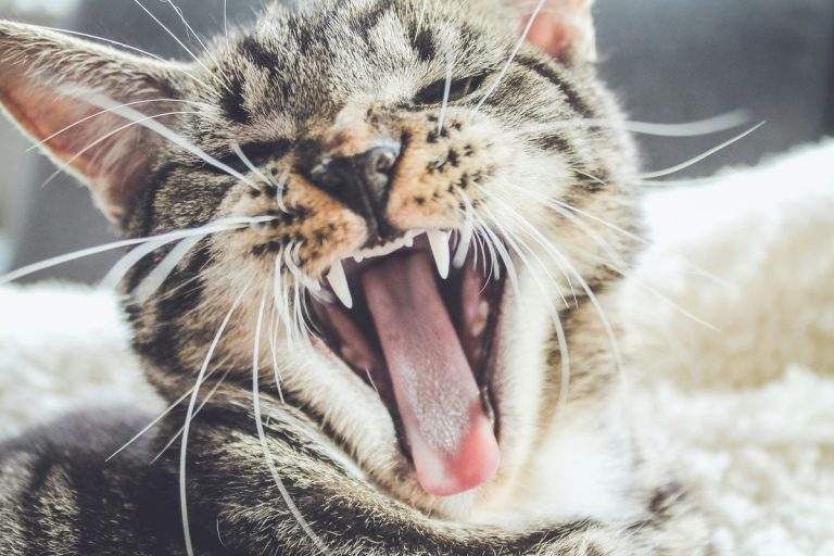 How Much Is a Rabies Shot for a Cat? Understanding Vaccination Costs
