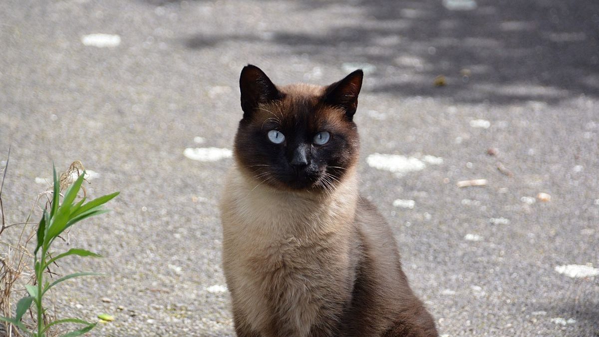 Do Siamese Cats All Have Blue Eyes?