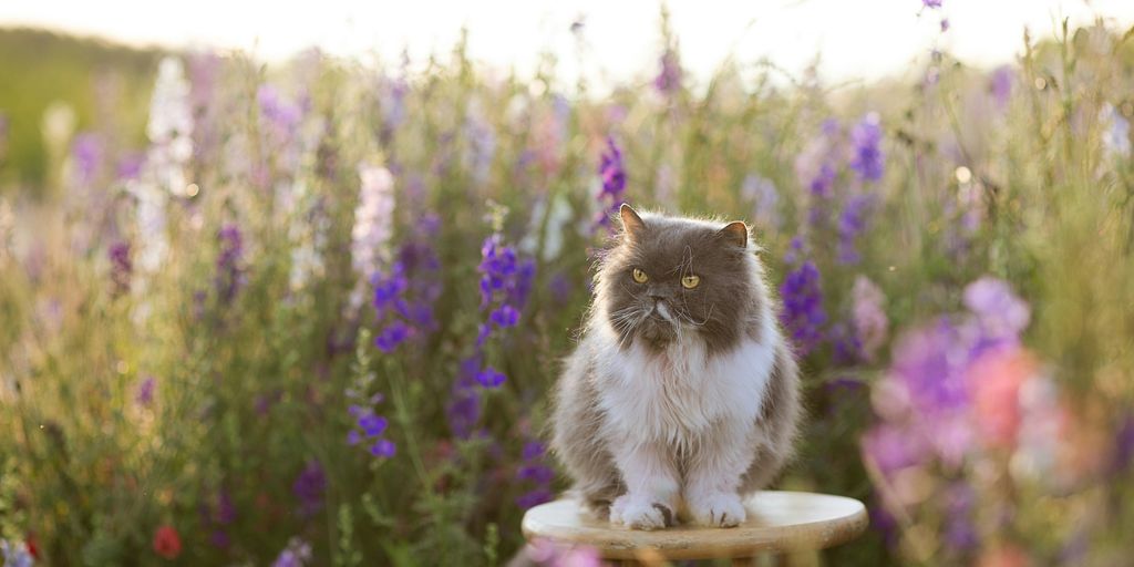 Tabby white flowers outdoor cat