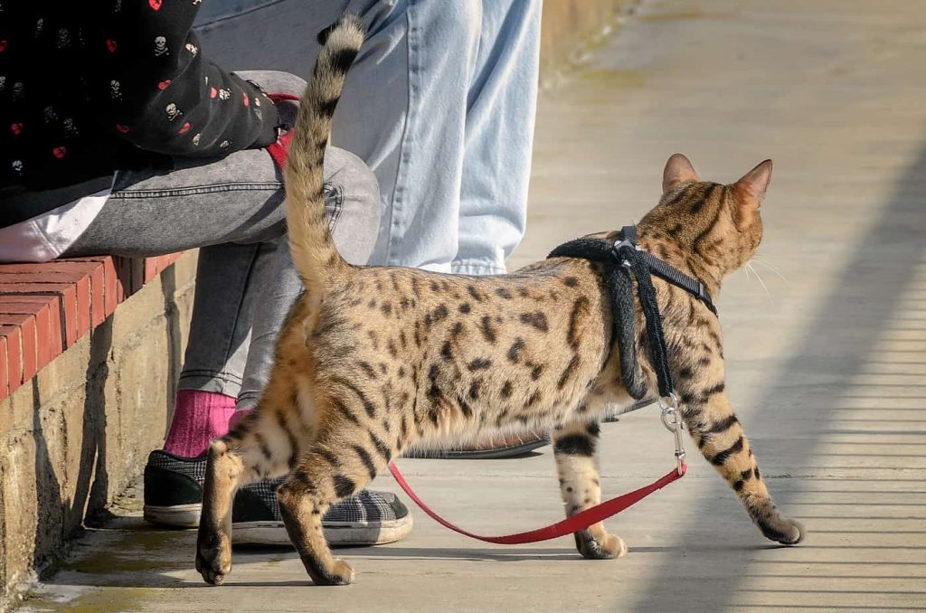 Cat for cruciate ligament surgery pet insurance guide