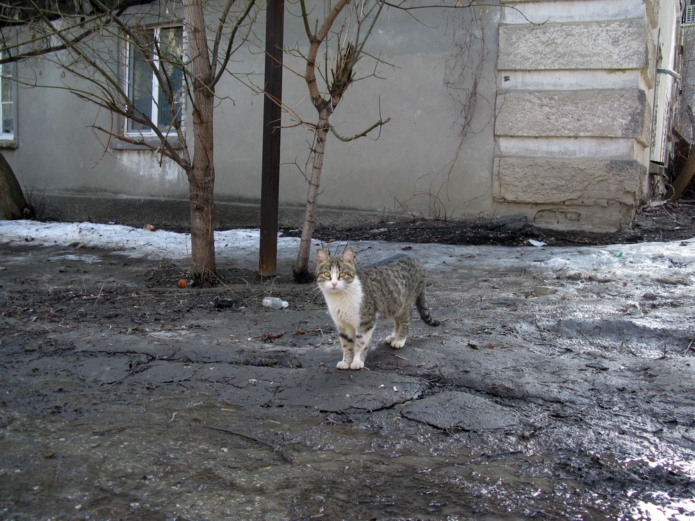 Tabby cat outdoors for Dragon Li vs tabby cat comparison