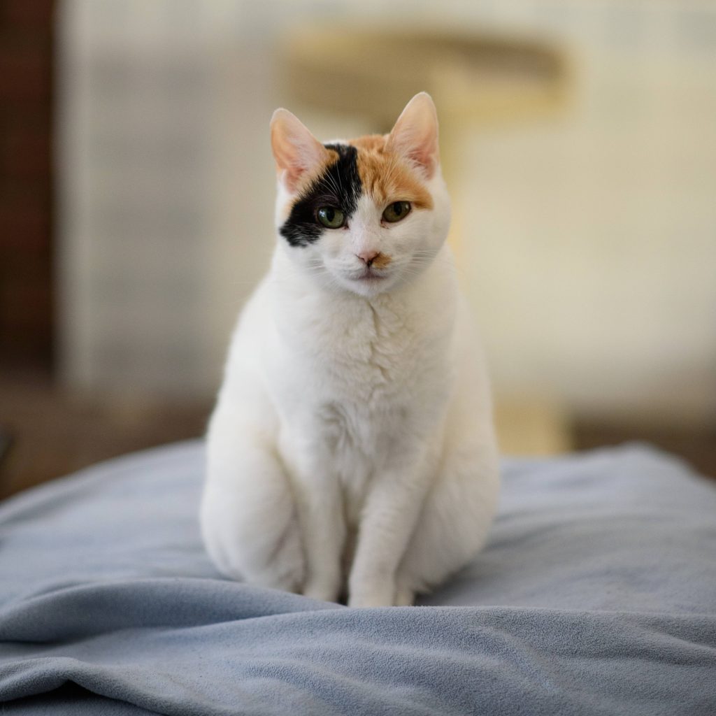 Cat sitting for F1 vs F2 Savannah cat guide