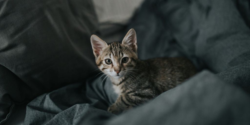 Tabby kitten bed