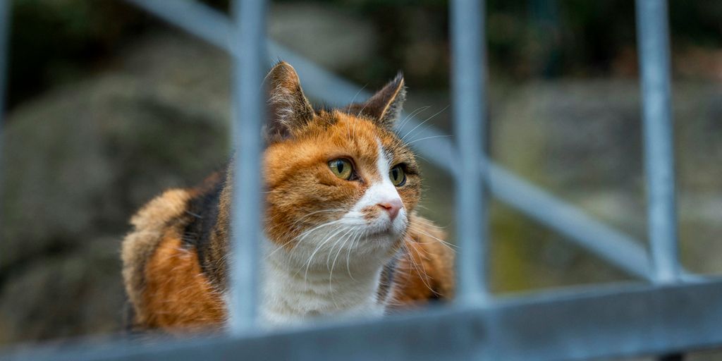 Orange ginger window cat