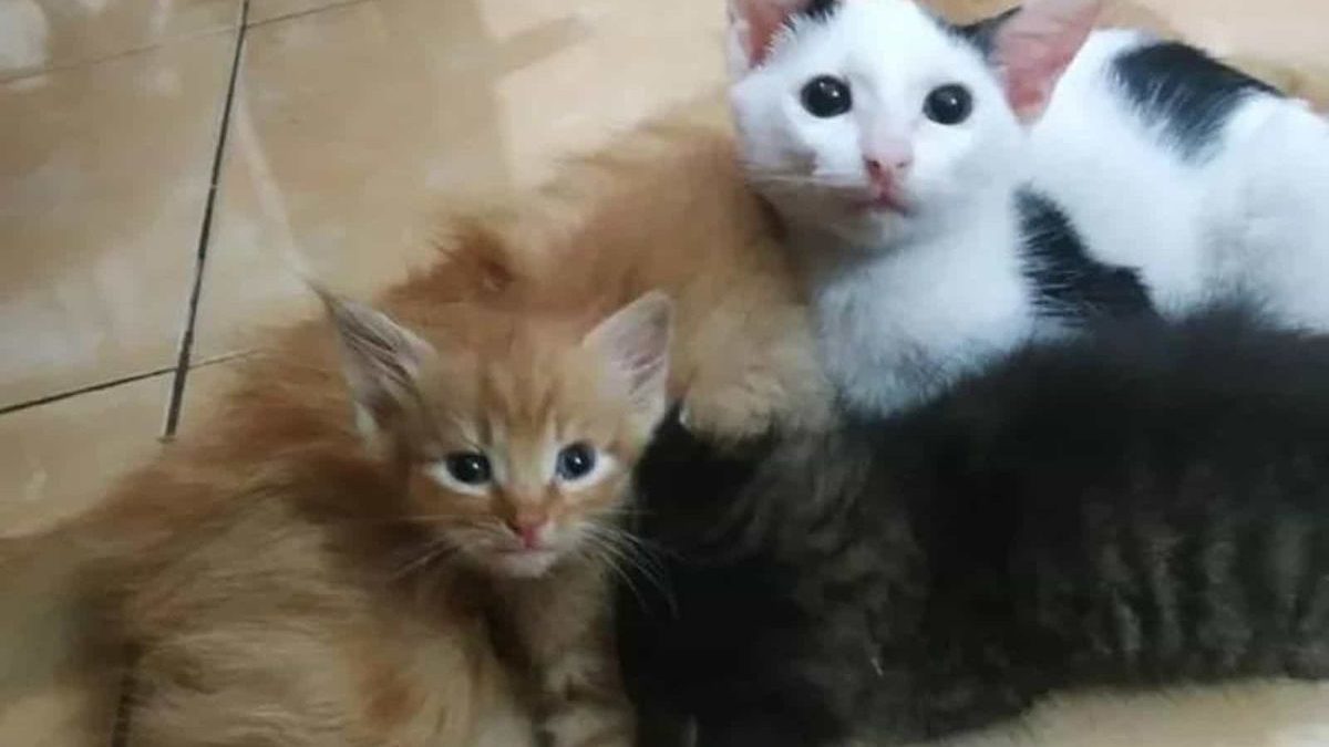 Finding the Perfect Cat for Your Family: A Guide