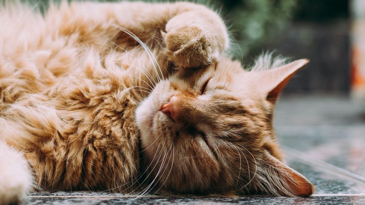 Finding the Perfect Cat Tree for Your Feline Friend