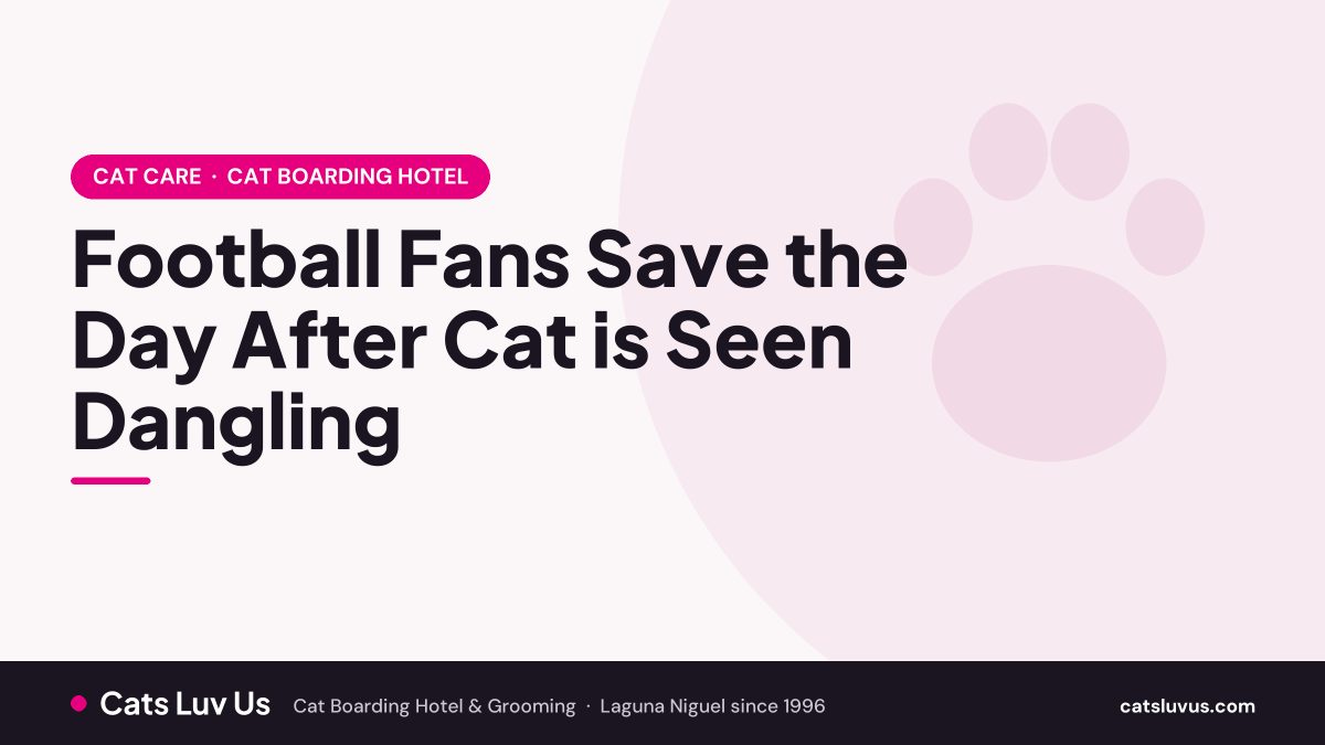 Football Fans Save the Day After Cat is Seen Dangling