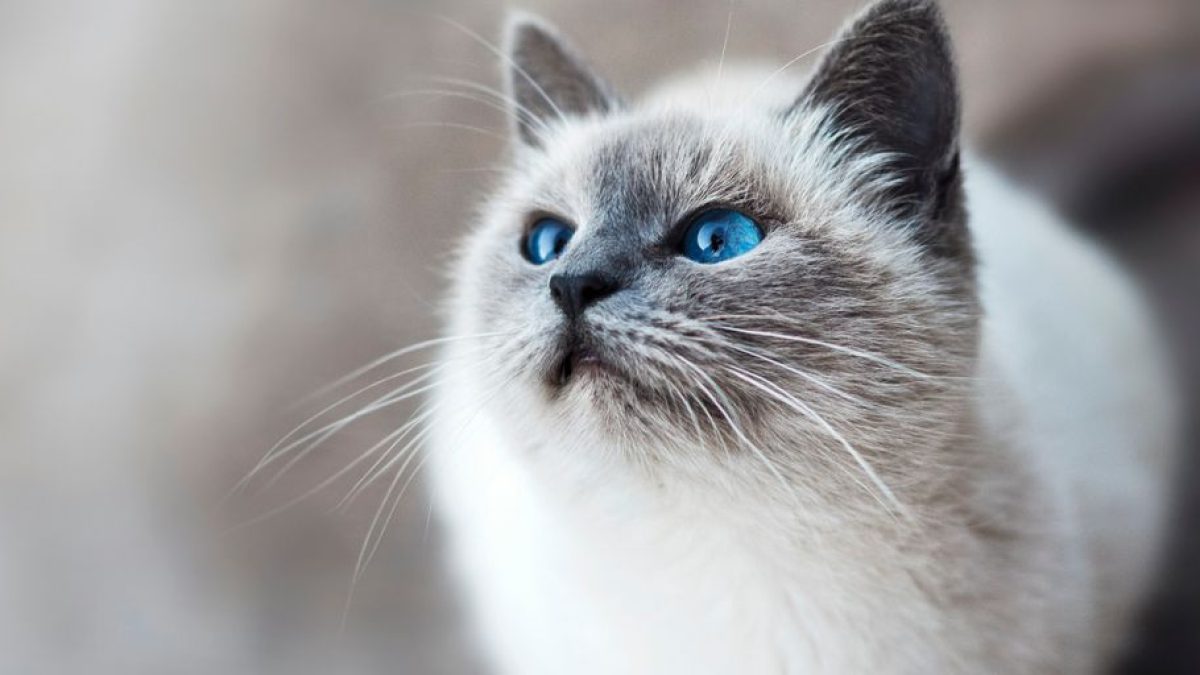 Why Do My Cat’s Feet Smell Like Fritos? (Frito Feet Explained)