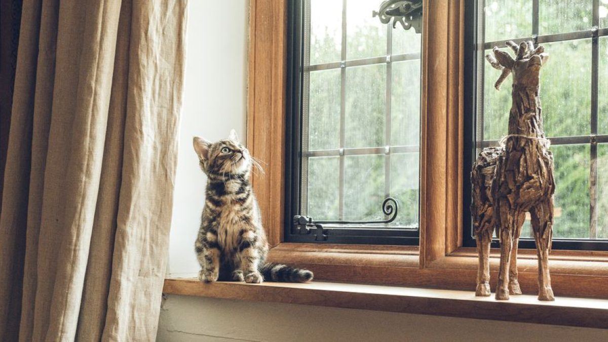 Gift Bringing: Why Cats Present You with Toys