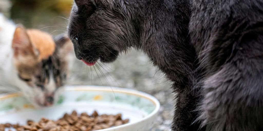 Eating dry food kibble bowl cat
