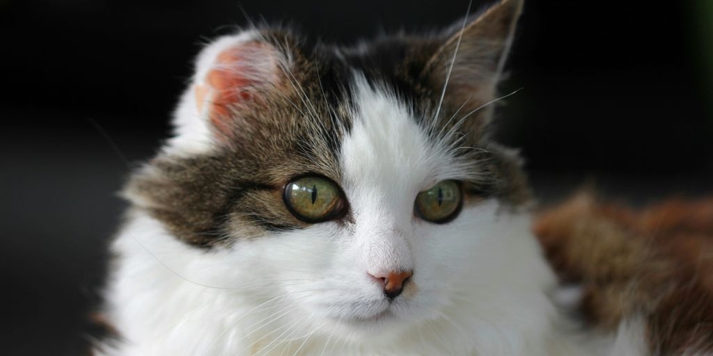 Calico tabby white face cat