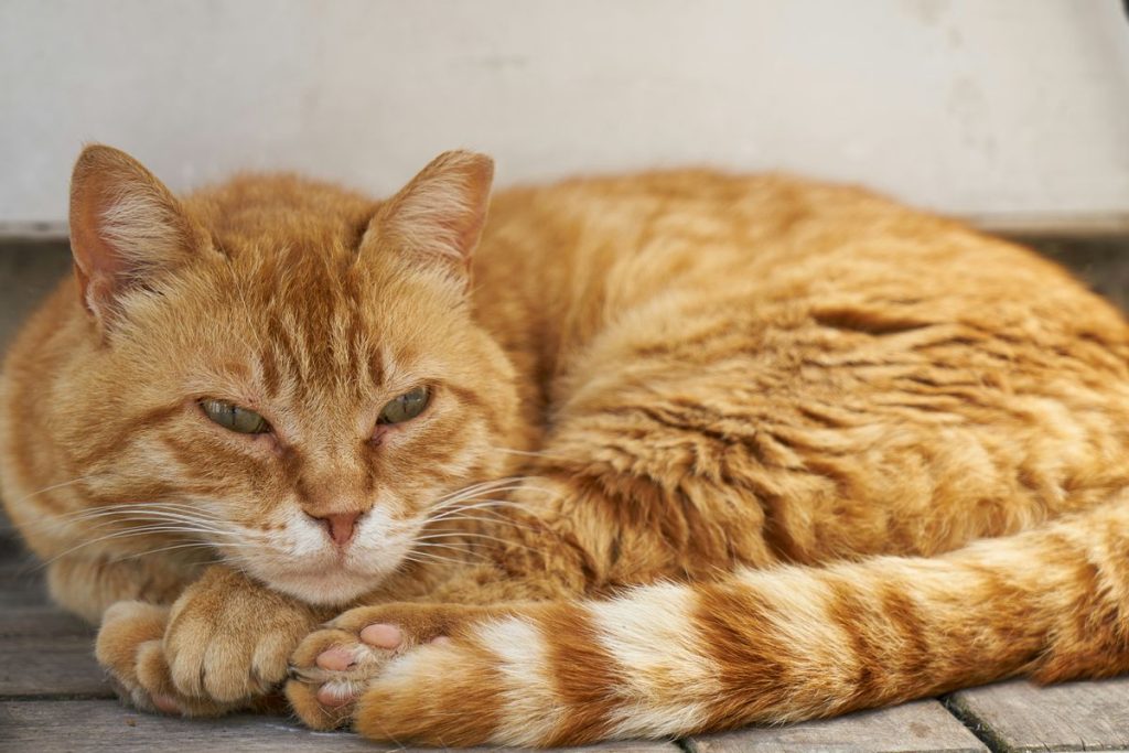 Orange ginger sleeping cat