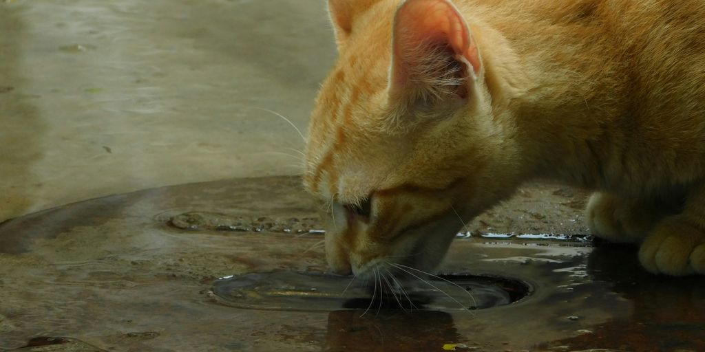 Orange ginger drinking water cat