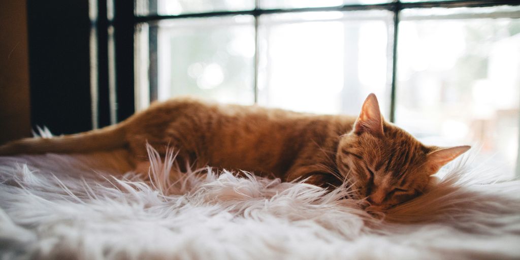 Orange ginger sleeping fluffy rug cat