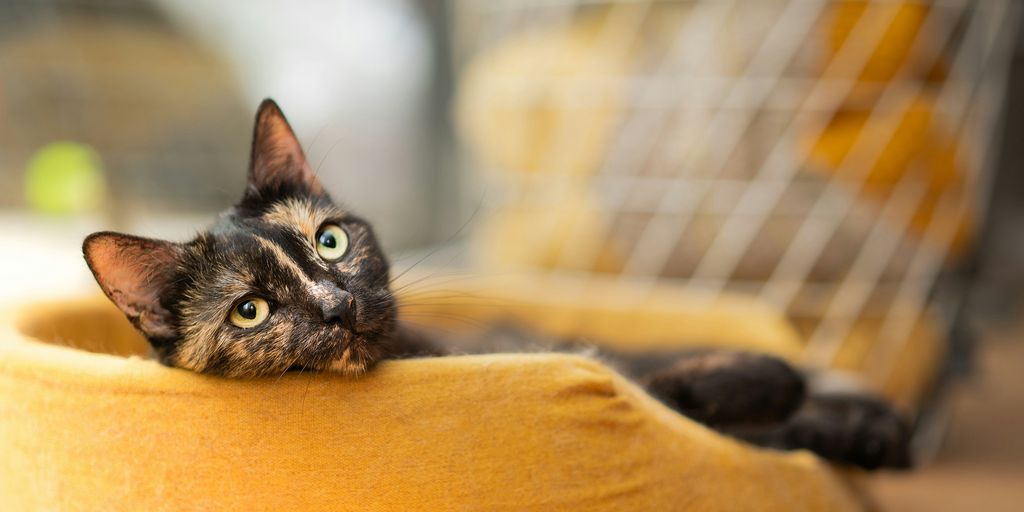 Tabby bowl peeking cat