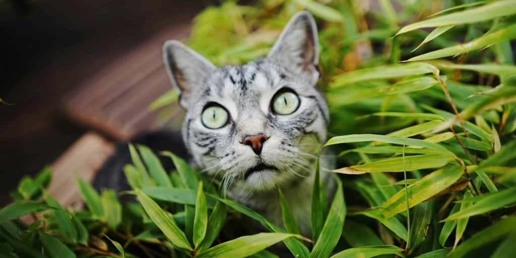 Tabby grass outdoor cat