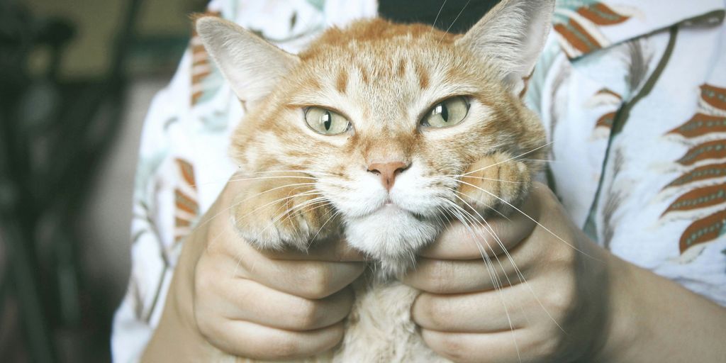 Orange ginger paws face cat