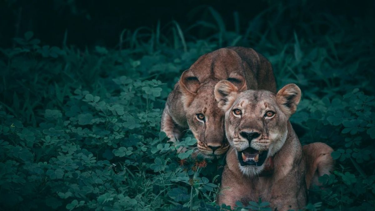 How to Tell Which Cat Is Dominant: Identifying the Alpha Cat