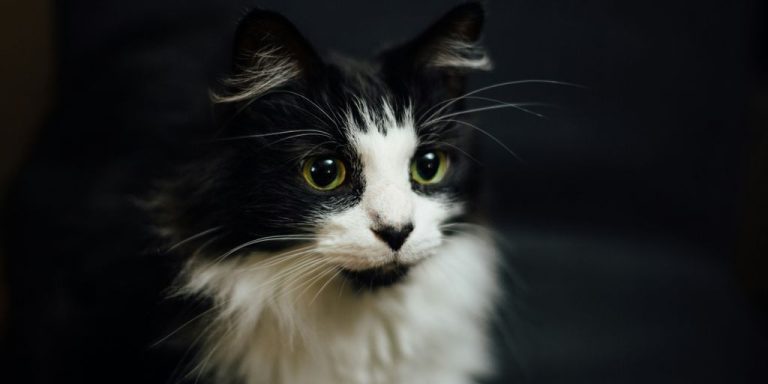 The Benefits of Catnip for Cats: Uses and Safety Tips