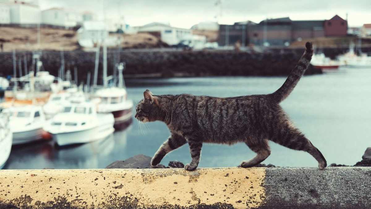 Indian-Inspired Names for Your Mystical Cat