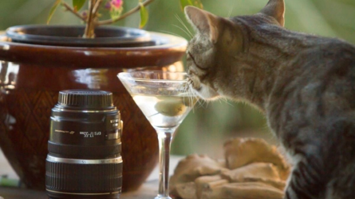 Indulge Your Feline Friend: Top Luxury Cat Boarding Services Nearby