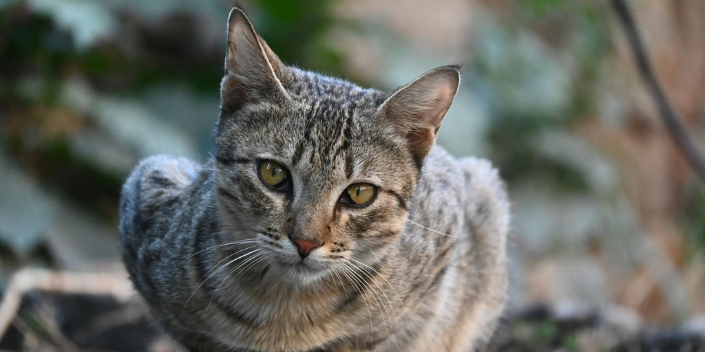 Tabby gray sitting cat
