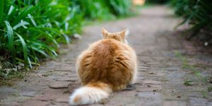 Innovative Uses for Cat Litter: Creative Applications Beyond the Litter Box