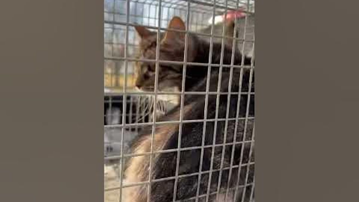 Is It True That All Stray Cats Have Fleas? Debunking Myths