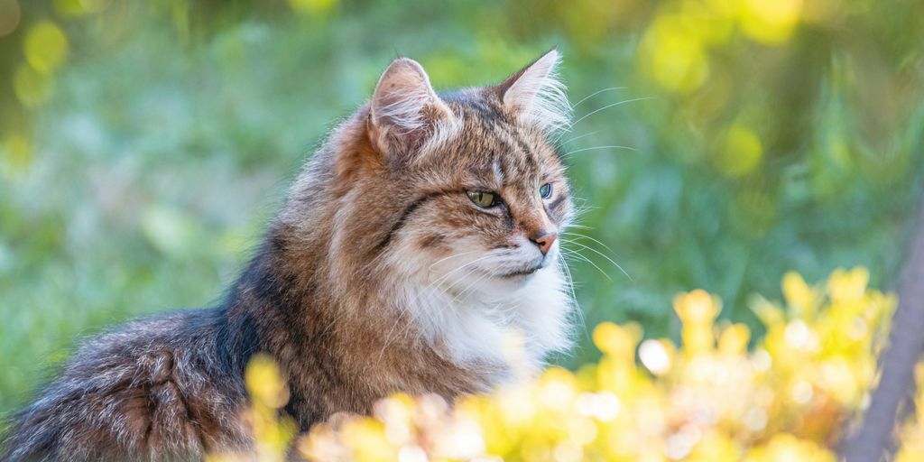Tabby outdoor flowers cat