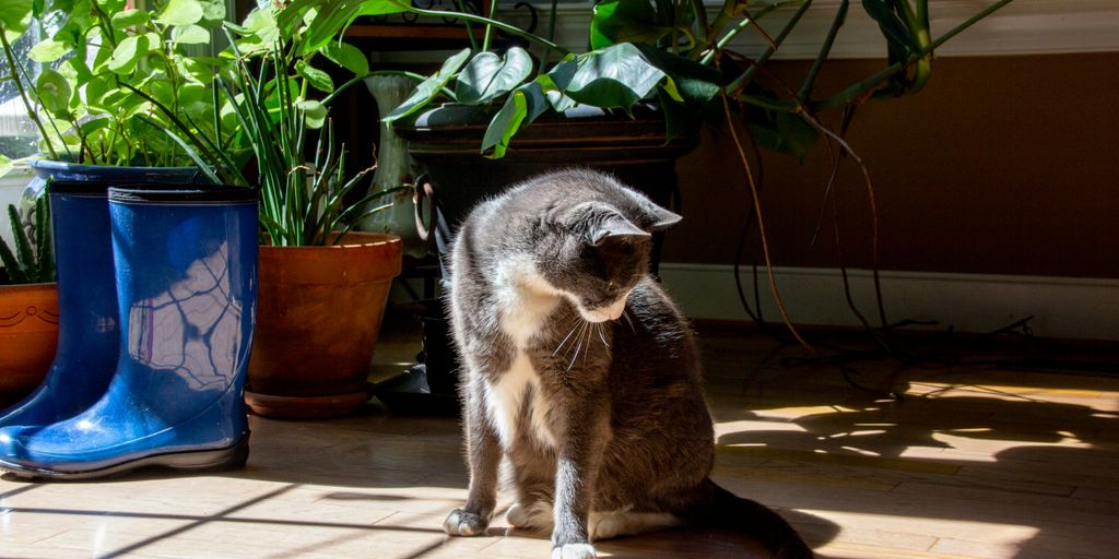 Tabby indoor boots cat
