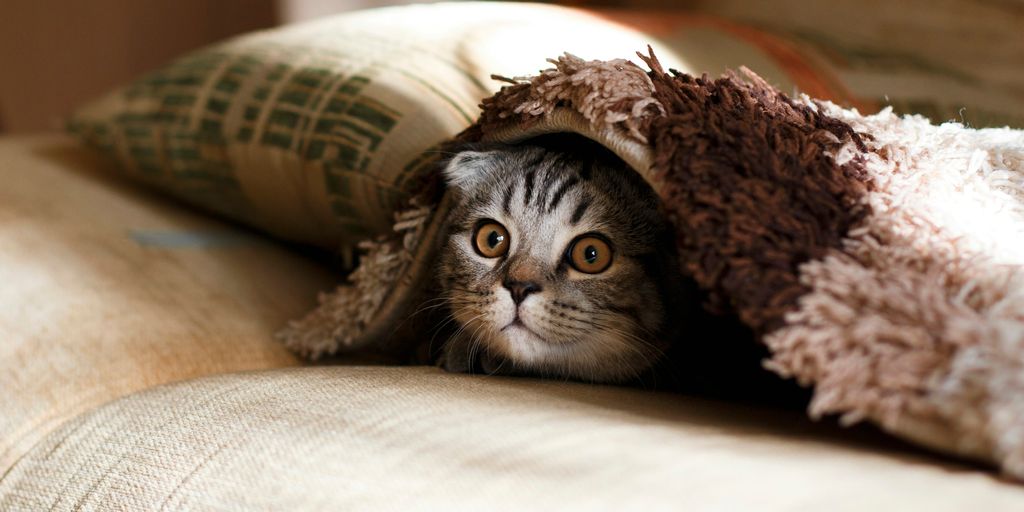 Kitten hiding blanket