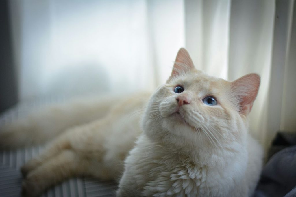 White cream looking up cat