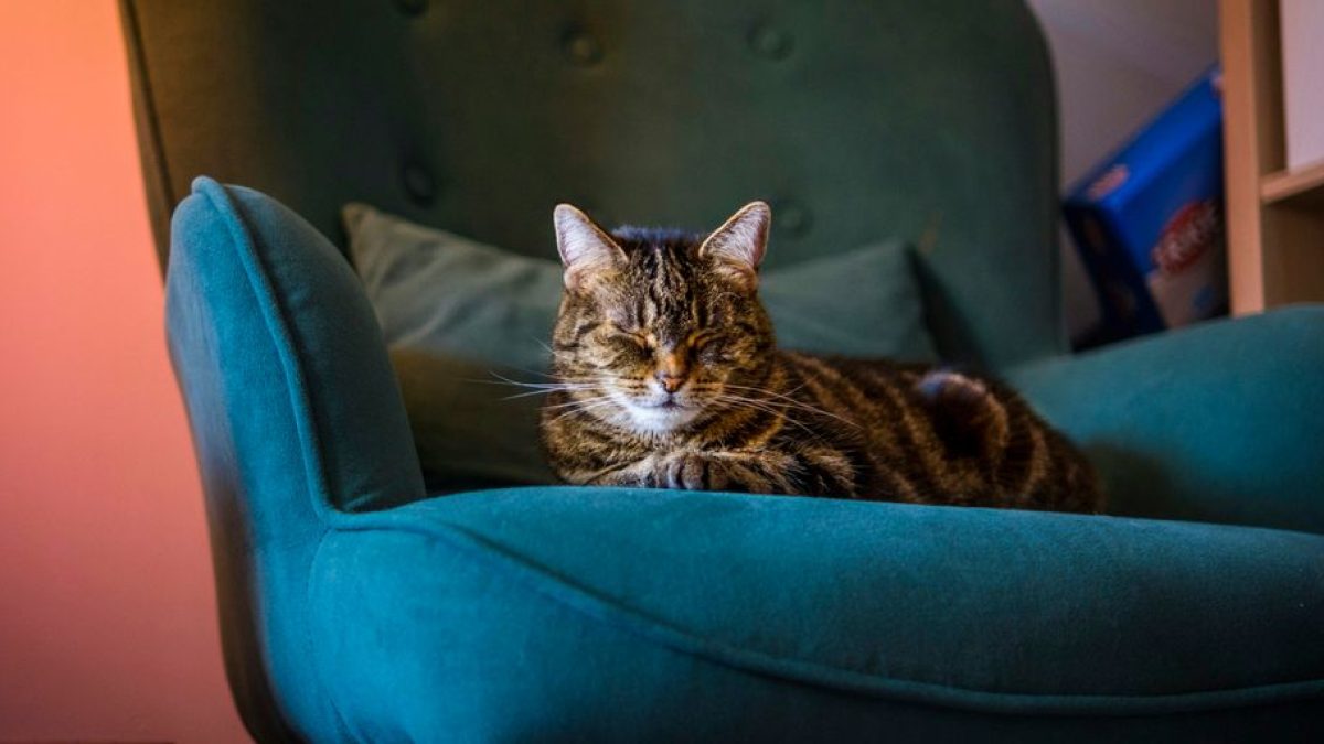 Keep Cats Off Furniture With Vinegar: Natural Ways to Deter Feline Behavior