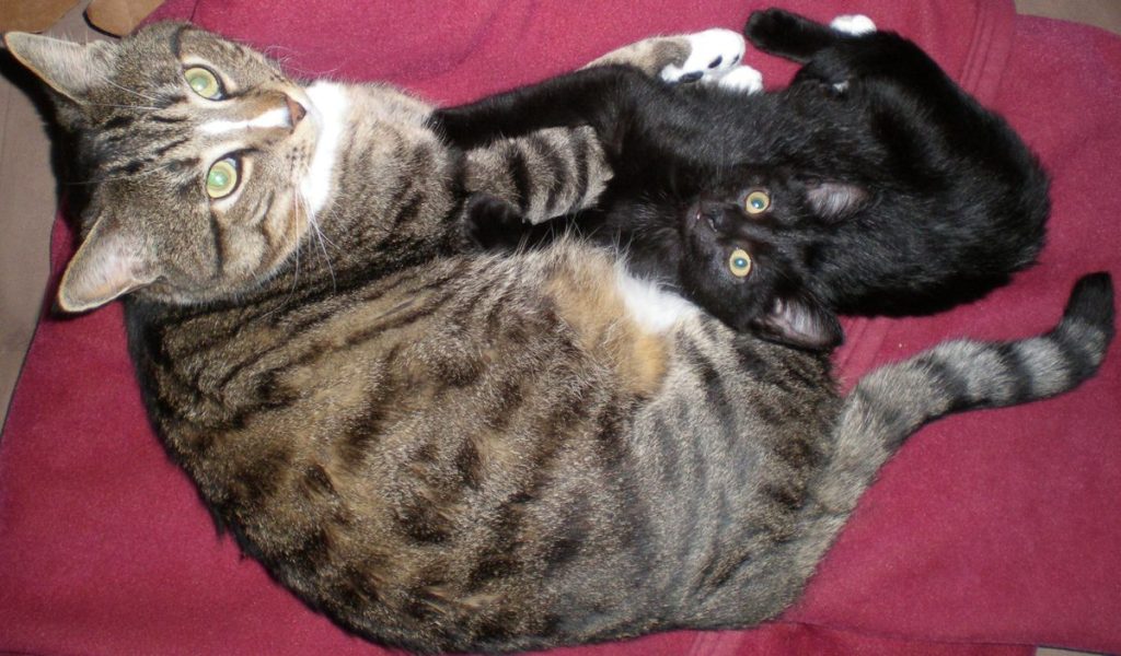 Tabby white lying blanket cat