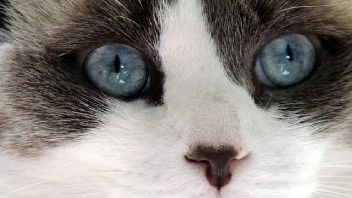 Finding the Best Last Minute Cat Boarding Options for Your Furry Friend