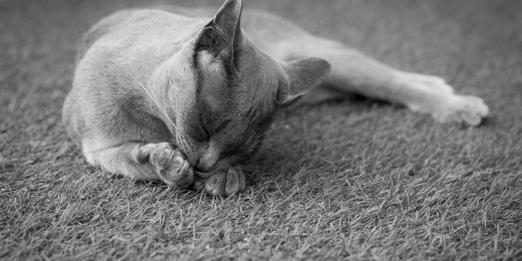 White lying black-and-white photo cat