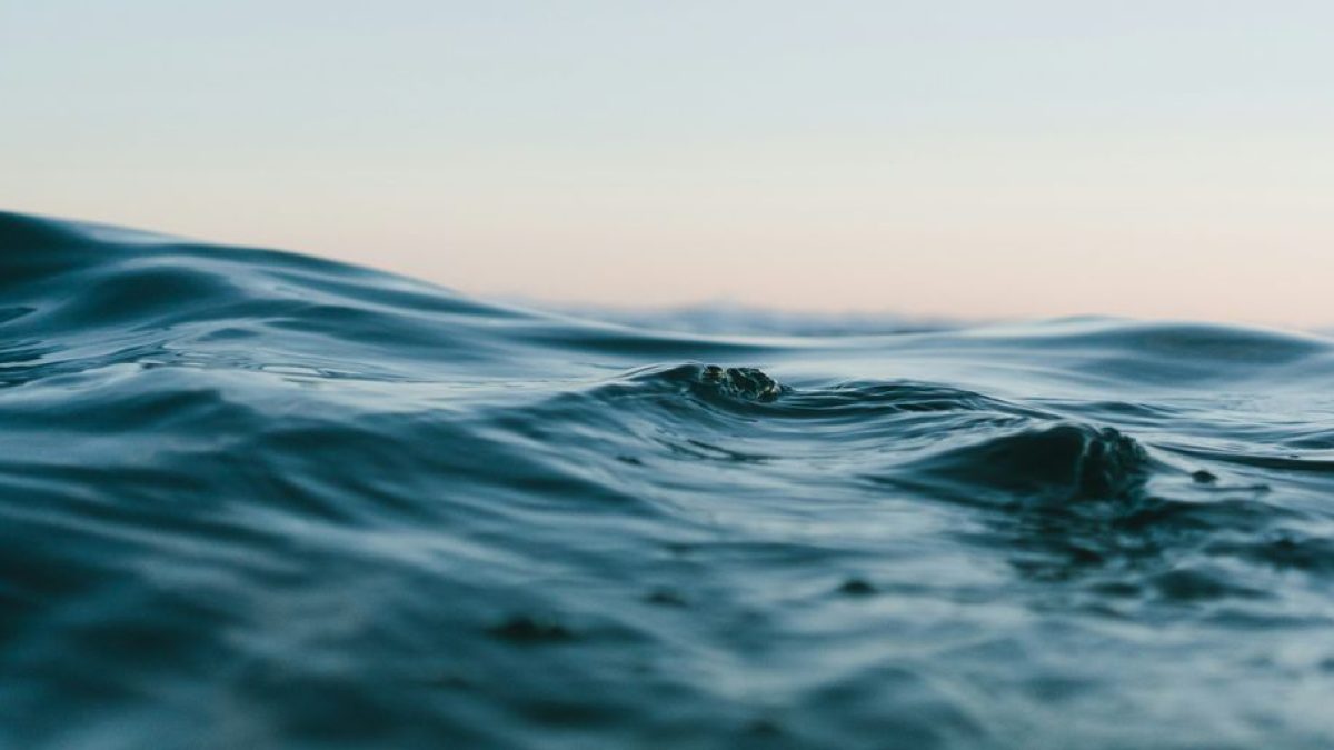 Making a Splash: Do Siamese Cats Really Like Water?