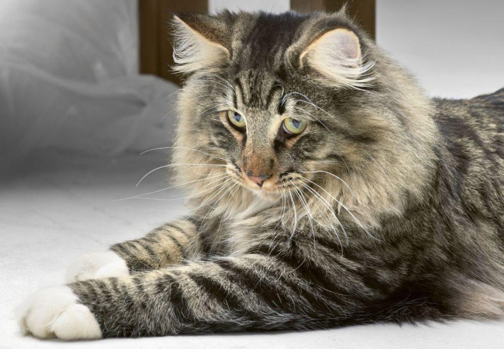 Long-haired tabby cat for male vs female Siberian cat guide