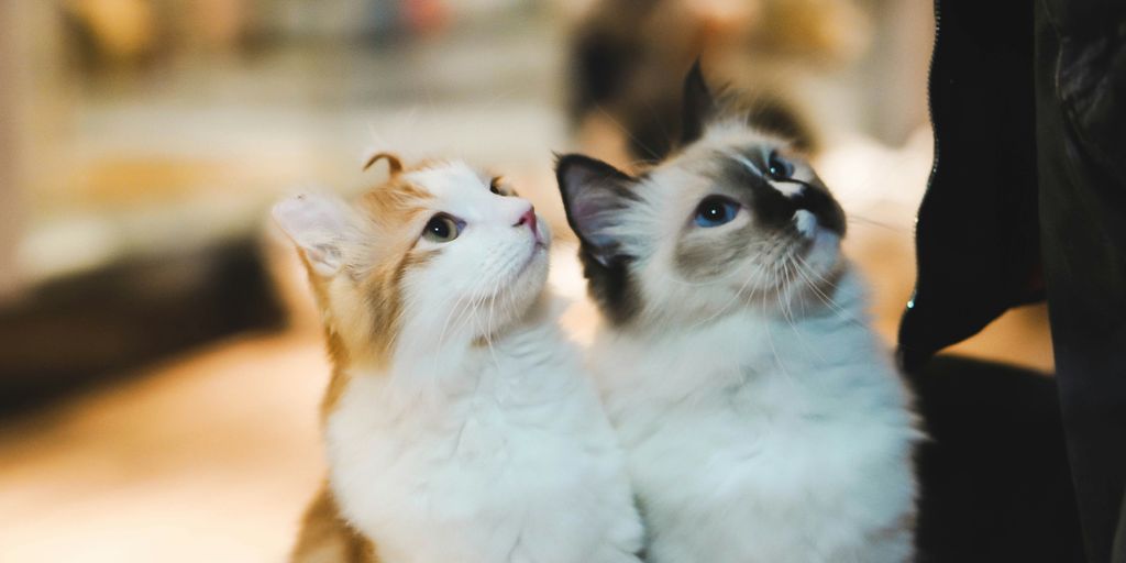 Siamese kittens two