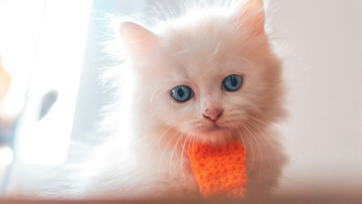 Massachusetts Mews: Finding Persian Kittens from Reputable Breeders
