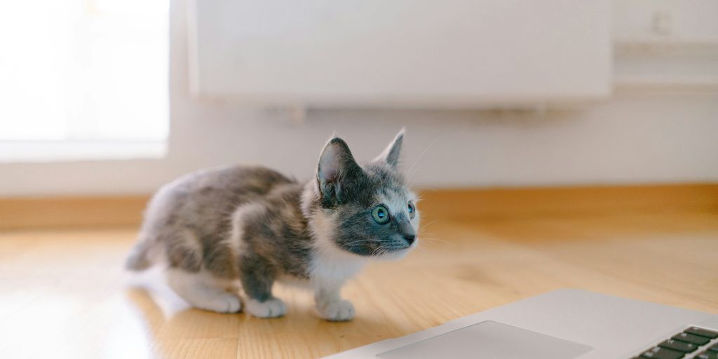Kitten tabby laptop