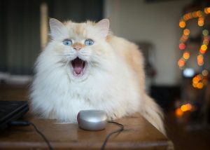 My Cat Ate a Mouse: What Should I Do?