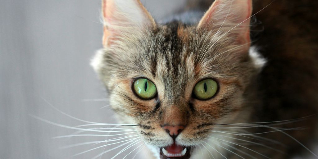 Tabby green eyes face hissing cat