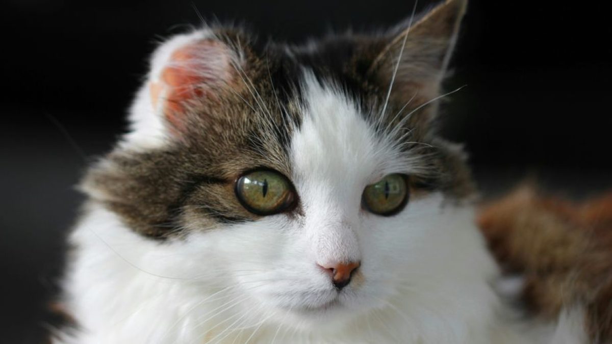 My Cat’s UTI Won’t Go Away: Understanding and Treating Feline Urinary Issues