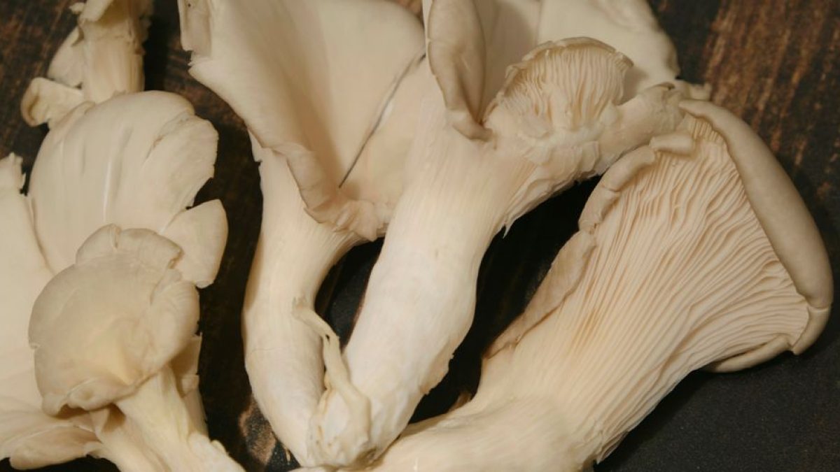 Natural Remedies for Hyperthyroidism in Cats
