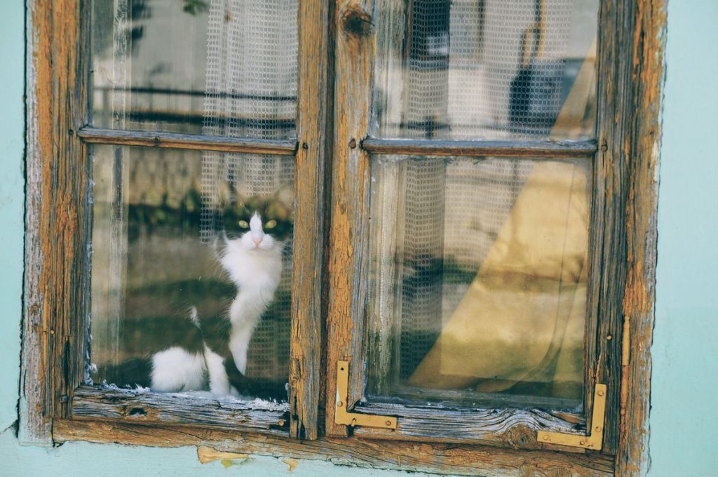 White window cat