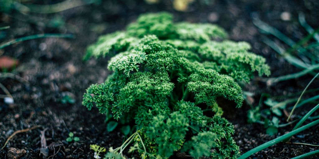 Parsley herbs greens